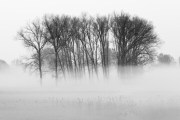 Trees in a field at a foggy sunrise 