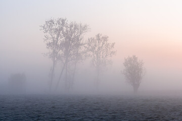 Trees in a field at a foggy sunrise 