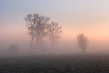 Trees in a field at a foggy sunrise 