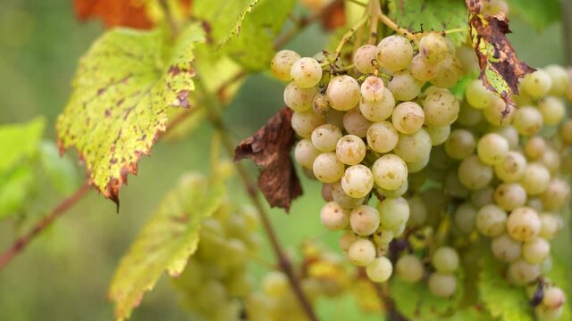 Closeup view 4k stock video footage of organic white grape berries and green leaves of vine shrub growing in garden in September
