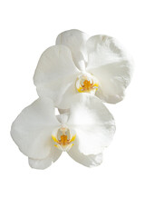 Orchid flowers white color with yellow-orange core. on isolated on white background with clipping path.