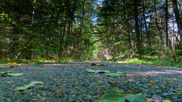 forest trail