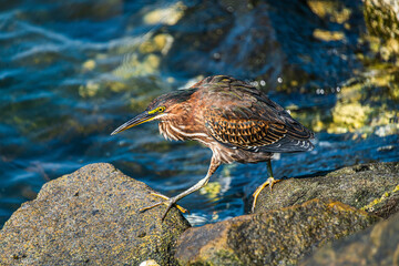 bird on the rock