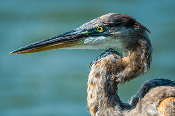 great blue heron ardea cinerea