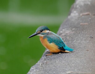 カワセミの休憩