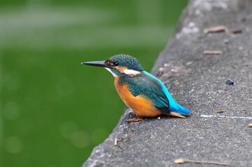 カワセミのお散歩