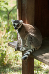 Lémurien perché sur le rebord de son abri dans un parc zoologique