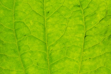Fototapeta na wymiar Extreme close up texture of green leaf veins