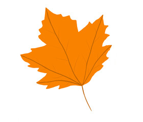 Hello autumn, autumn leaves flat, colored leaves isolated set autumn elements autumn holidays yellow leaves