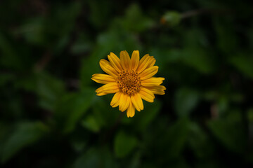 yellow field flower