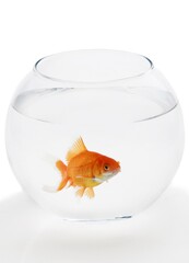Goldfish In Fishbowl