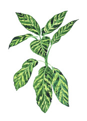 Dieffenbachia Dumb canes plant isolated on white background. Watercolor hand drawing illustration. Indoor flowerpot. Perfect for botanical design.