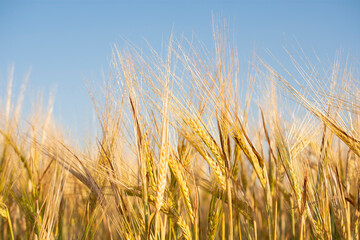 barley nature backgrounds on blue sky