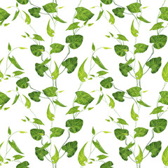 Watercolor green foliage in seamless pattern on white background. Hand drawing illustration of branch morning glory.