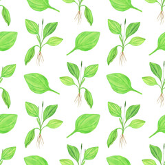 Plantain plant and leaf in seamless pattern on white background. Watercolor hand drawing illustration. Perfect for herbal backdrop, textile, digital paper.