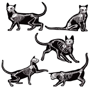 Halloween set with silhouettes of cats skeletons