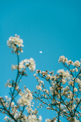 cherry-blossom and the moon