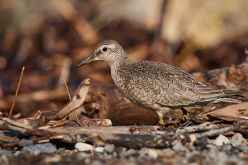Dunlin on the lakeshore searches for food