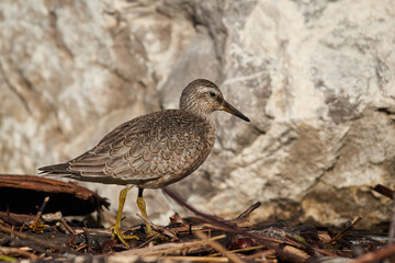 Dunlin on the lakeshore searches for food