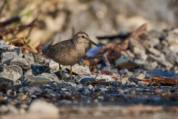 Dunlin on the lakeshore searches for food