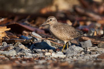Dunlin on the lakeshore searches for food