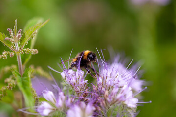 Les pollinisateurs - Bourdon terrestre butinant des fleurs de phacélie dans un jardin en été