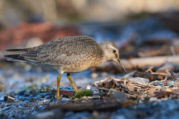 Dunlin on the lakeshore searches for food