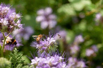 Apiculture - Abeille mellifère butinant des fleurs de phacélie