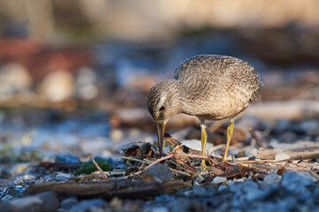 Dunlin on the lakeshore searches for food