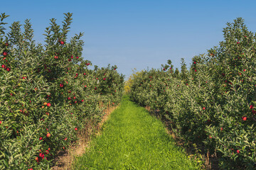 Fototapeta na wymiar path between rows of apple trees at orchard, red ripe apples on trees against blue sky