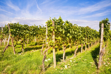Fototapeta na wymiar Vineyard of white grapes wine in summer