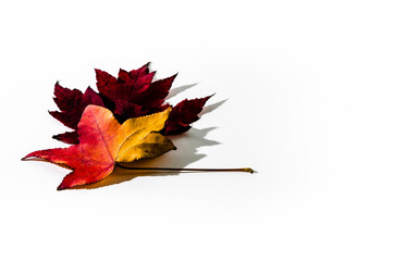 Autumn dry leaf fallen from tree on white background