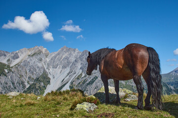 Horses in the pasture high in the mountains