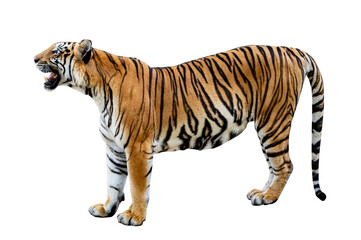 Fototapeta na wymiar tiger White background Isolate full body