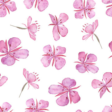 Seamless pattern of pink fireweed flowers on white background. Watercolor hand drawing illustration. Chamaenerion angustifolium. © Kaya Gach