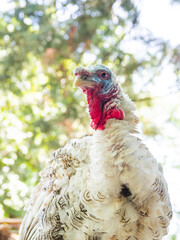 Portrait of turkey standing  on roof of chicken coop made of bamboo trunks. Farm bird in paddock at sunny day.