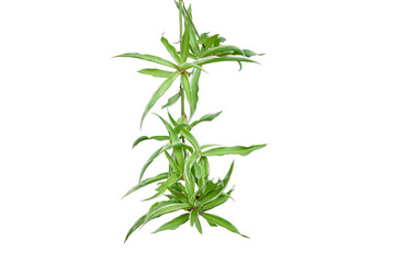 Apomixis of Spider Plant or Chlorophytum bichetii (Karrer) Backer can be planted as a new tree isolated on white background included clipping path.