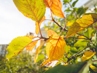 Sun shines through colorful apple tree foliage. Fall season at fruit garden. Yellow and orange leaves on branches.