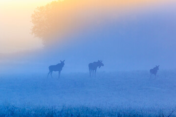 Fototapeta na wymiar Misty morning with moose on a meadow in the sunrise