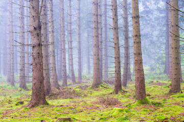 Spruce forest with moss on the forest floor and fog