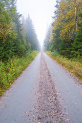 Dirt road in a forest with autumn fog
