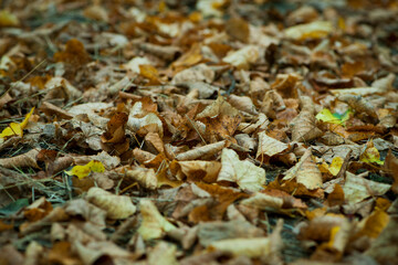 Dry leaves on the ground in a beautiful autumn forest. autumn background, fallen leaves in a forest or park. Grove. walk in the fresh air. selective soft focus. autumn colors, beautiful season