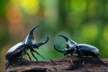 Siamese rhinoceros beetle, Fighting beetle - obrazy, fototapety, plakaty