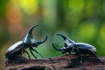 Fotobehang Siamese rhinoceros beetle, Fighting beetle © sumit