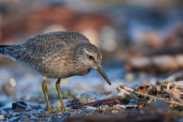 Dunlin on the lakeshore searches for food