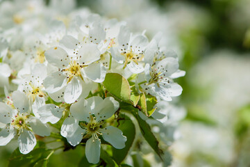 pear flowers. blooming tree in the garden. white delicate flowers and green and young leaves. Malinae, Springtide. Branches of flowering pears on a green background. close-up. pear in the forest
