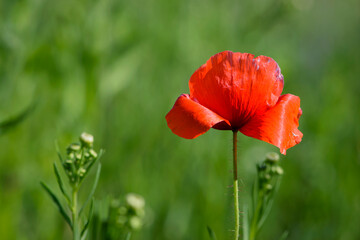 Fototapeta premium big beautiful red poppy in green grass. wild flower, poppy flower in daylight. aromatherapy, medicine, cosmetology. photographed in close-up. Soft focus, bokeh, blurred light green background. Europe