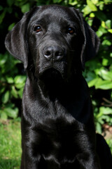 Black Labrador retriever puppy in the garden
