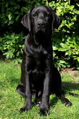 Black Labrador retriever puppy in the garden
