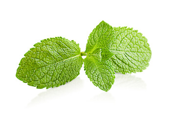 one sprig of mint on white isolated background